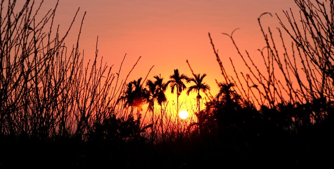 Vườn đào cổ thụ Hải Phòng chờ Tết